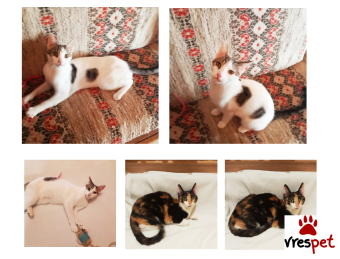 Ράτσα: Άγνωστο - Ημίαιμο | Ηλικία: 8 μηνών | Φύλο: Θηλυκό | Αρ. Microchip: 98100021212121 | Περιοχή: Αττική